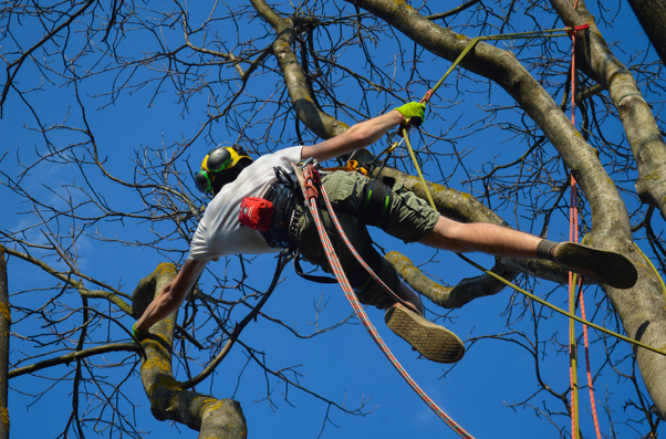 Arborist