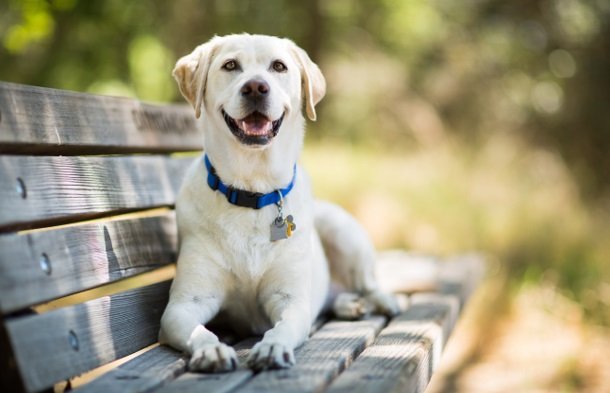 Image of dog laying on a bench looking at the camera