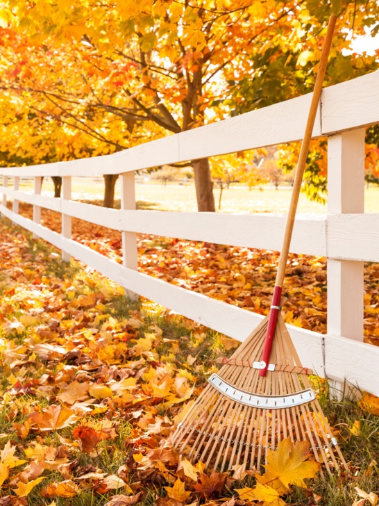 leaves with raking leaning on fence